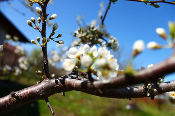 spring blossom 6