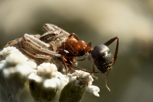 Xysticus ulmi spider caught an ant