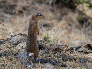 Naklejka na ściany i meble Unstriped ground squirrel in Tarangire National Park in Tanzania