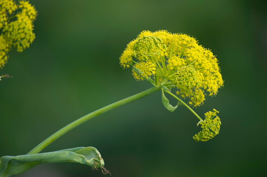 Ferula comune (Ferula communis). Oristano, Sardegna, Italia