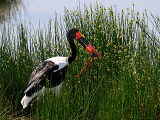 Saddle-billed Stork holding a fish on the pond with green plants