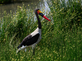 Saddle-billed Stork fishing on the pond with green plants
