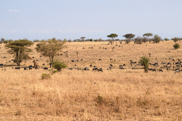 Wildebeests and zebras grazing in Tarangire National Park, Tanzania