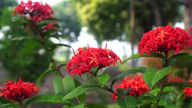 red ixora flowers in the garden