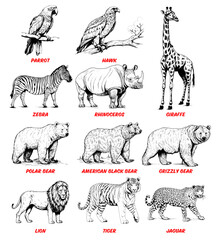 Collection of drawn Animals. Sketch illustration. parrot, hawk, zebra, rhinoceros, polar bear, black bear, grizzly bear, jaguar, lion, tiger and girafee.