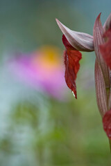 red and yellow flower wild orchid serapias cordigera