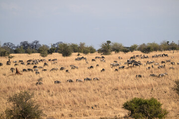 Wildebeests and zebras grazing in Tarangire National Park, Tanzania