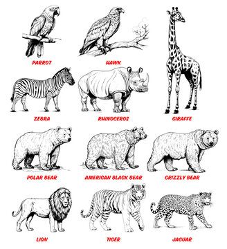 Collection of drawn Animals. Sketch illustration. parrot, hawk, zebra, rhinoceros, polar bear, black bear, grizzly bear, jaguar, lion, tiger and girafee.