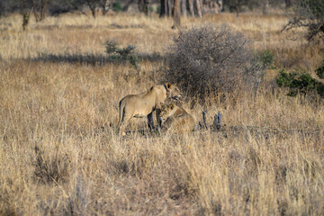Naklejka na ściany i meble Two female lions on the dry grass in savannah of Tanzania