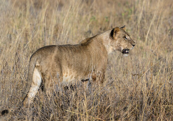 Female lion or lioness standing on road, closeup portrait