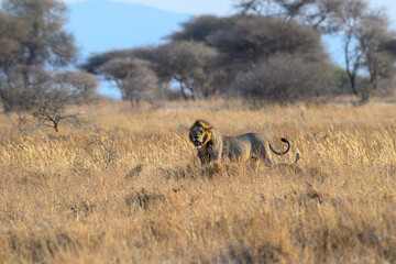 Fototapeta na wymiar Male lion standing on the dry grass in savannah of Tanzania