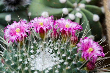 Mammillaria spinosissima 