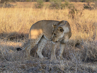 Full body portrait of a lioness standing on the dry grass in savannah of Tanzania