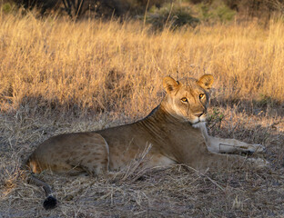 Naklejka na ściany i meble Full body portrait of a lioness lying on the dry grass in savannah of Tanzania