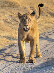 Male lion standing on the dry grass and roaring in savannah of Tanzania