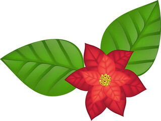 poinsettia flowers, spruce branches, Holly leaves, red berries for decoration design, illustration on transparent, png