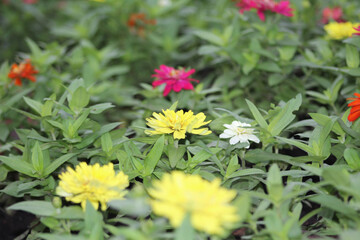 flowers in the garden. beautiful flowers of different colors amidst the green leaves. yellow flower in the middle of garden plants. beautiful flower colors.