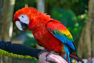Colorful macaw on someone's arm