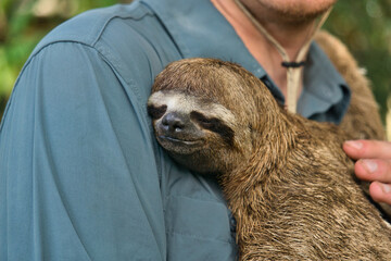 Close up of a sloth hug