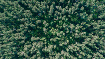 Green summer forest as a background, top view from a drone