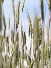 Close up of wheat pla