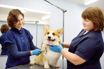 Two female groomers take care of the fur of a cute corgi dog using special combs and tools. Appointment at the veterinary clinic. Professional pet care. Dog grooming salon