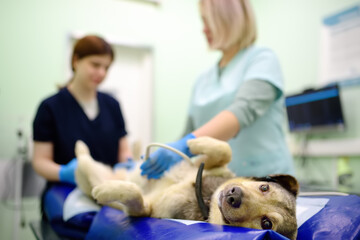 Dog having ultrasound scan of abdominal cavity during the examination in veterinary clinic. Pet...
