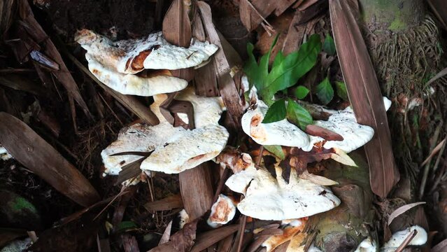 mushrooms of species Fomitopsis Spraguei in the forest