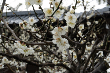 満開の白い梅の花