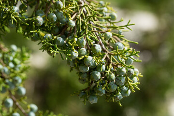 California juniper fruits - blue-brown cones with bluish bloom on background of green scaled leaves