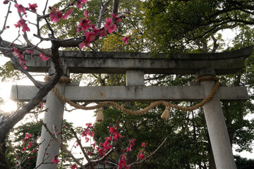 ピンクの花と神社の鳥居