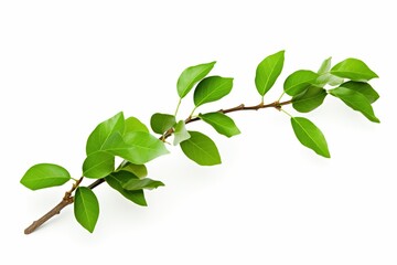 Green Leaves, Branch Isolated on White Background, Graphic Design, Fresh Nature Elements