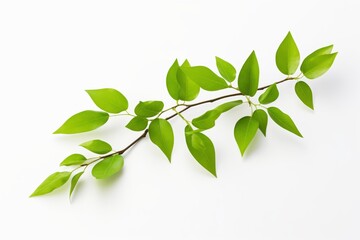 Obraz premium Isolated Green Leaves on Branch: Vibrant Foliage against a Clean White Background