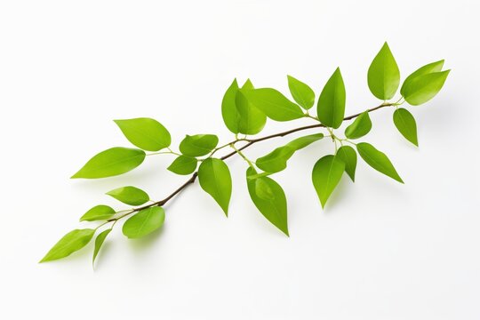 Isolated Green Leaves on Branch: Vibrant Foliage against a Clean White Background