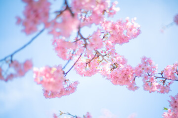 河津桜と空
