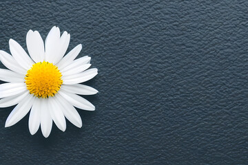 Obraz premium daisy on black, generative ai