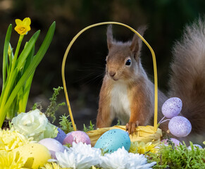 Easter eggs and daffodils in the spring with a curious red squirrel