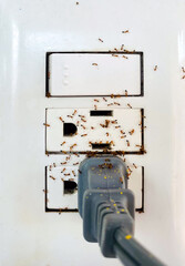 Ant infestation in an electrical outlet for home pest control concept - 745465985