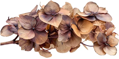 Schilderijen op glas dry brown hydrangea flower © Your isolated stock