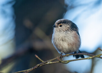 Close up of a cute little long tailed tit in the woodland perched on a branch 