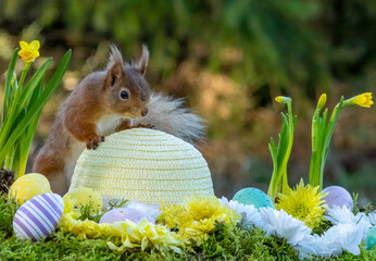 Little scottish red squirrel with Easter eggs and easter bonnet with daffodils in spring scene and...