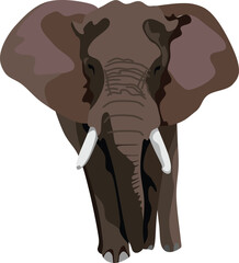 Elephant Mammal Animal Vector