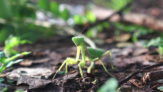 praying mantis on the ground