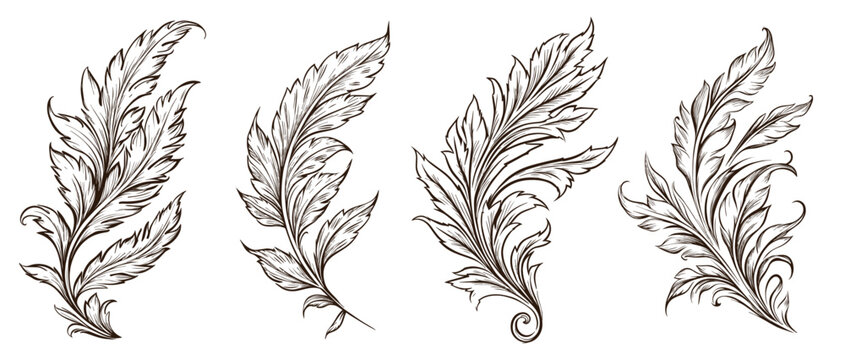 Collection of drawn vintage quill feather. Sketch illustration