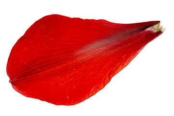 Vibrant red amaryllis flower petal macro isolated close up