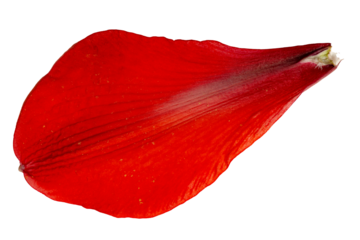 Vibrant red amaryllis flower petal macro isolated close up