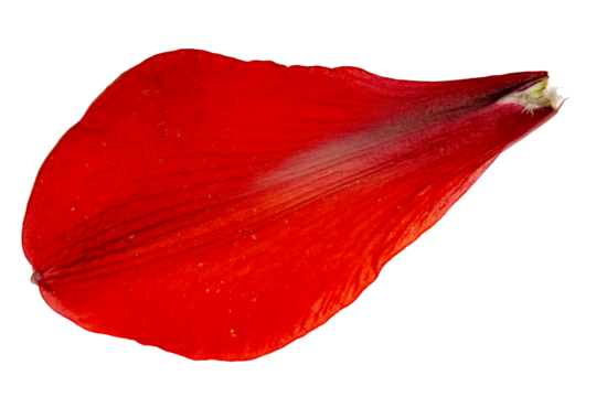 Vibrant red amaryllis flower petal macro isolated close up