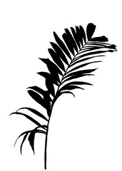 Black Silhouettes of palm leaf tree and coconut leaves  in nature, black ink foliage and tropical vibes, illustrated in hand drawn pattern. Isolated background. for decoration.