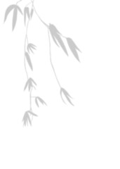 Obraz premium Blurry Gray Bamboo Soaring shadow, Illustration of olive Silhouetted Against Nature's Canvas. Hand drawn. Isolated background.