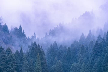 Zelfklevend Fotobehang 怪しい雲が立ち込める森 © 晶浩 高畑